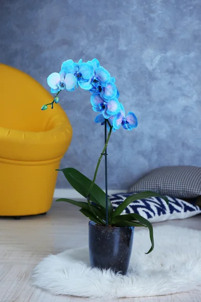 Beautiful blue orchid on the floor — Stock Photo, Image