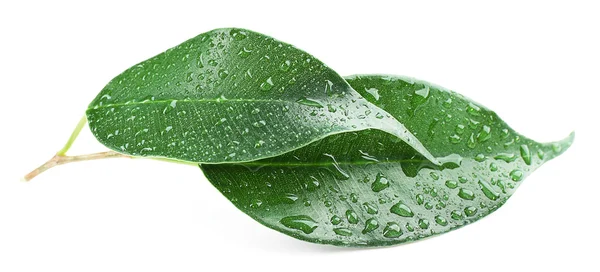 Folhas verdes com gotas de água — Fotografia de Stock