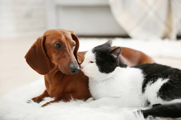 Beautiful cat and dachshund dog