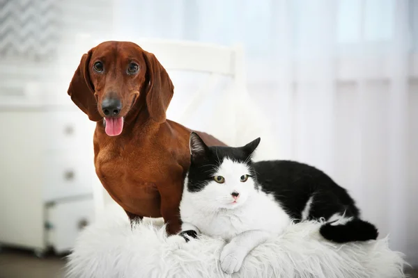 Beau chat et teckel chien — Photo