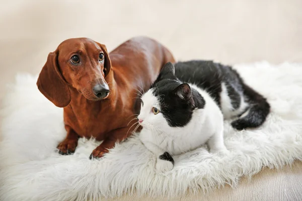 Beau chat et teckel chien — Photo