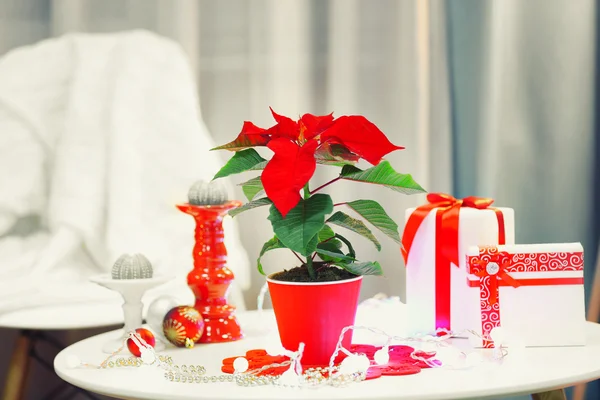 Interior de Natal e poinsettia flor — Fotografia de Stock