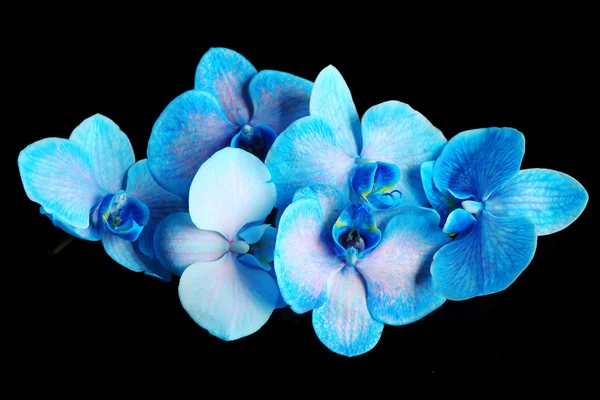 Beautiful blue orchid flowers