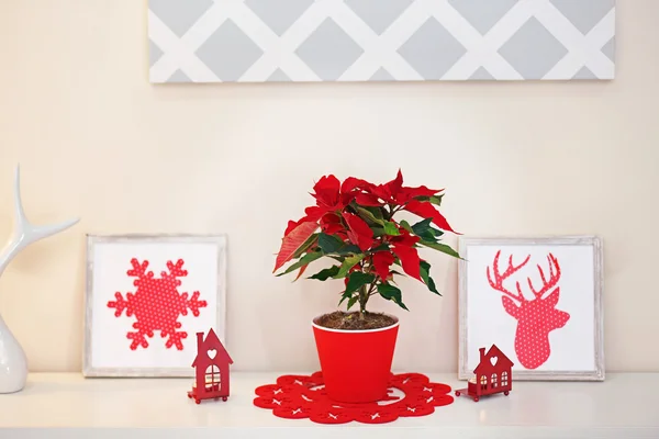 Christmas flower poinsettia and decorations — Stock Photo, Image