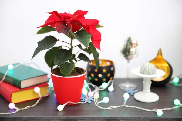 Natal poinsettia flor e decorações — Fotografia de Stock