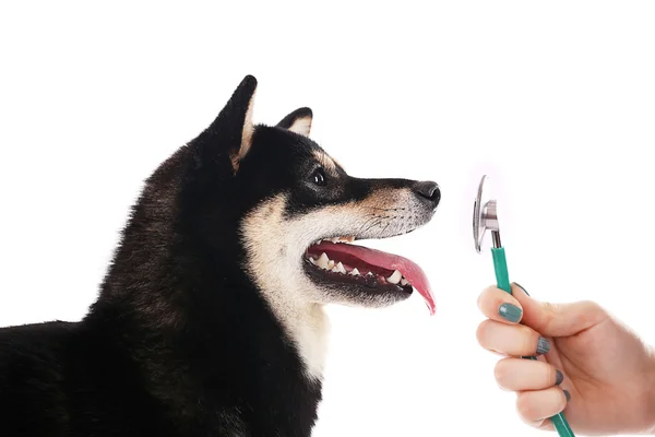 Siba inu com estetoscópio isolado — Fotografia de Stock