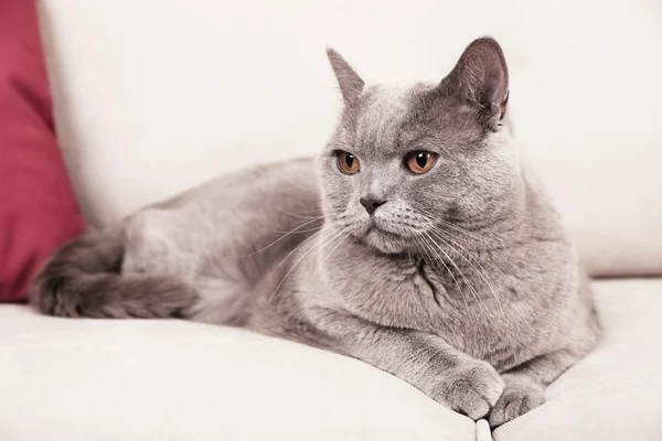 Bellissimo gatto grigio — Foto Stock