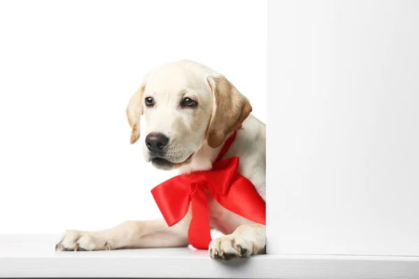 Kırmızı yay ile güzel Labrador geri almak — Stok fotoğraf