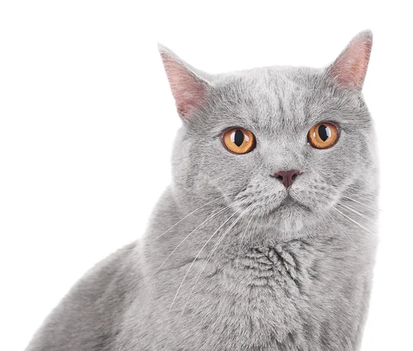 Short-hair grey cat — Stock Photo, Image