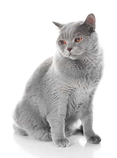 短头发只灰色的猫 — 图库照片