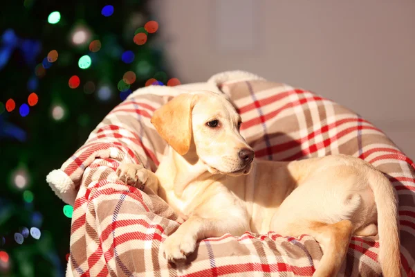 Vackra labrador retriever — Stockfoto