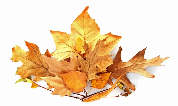 Drift of dry maple leaves — Stock Photo, Image