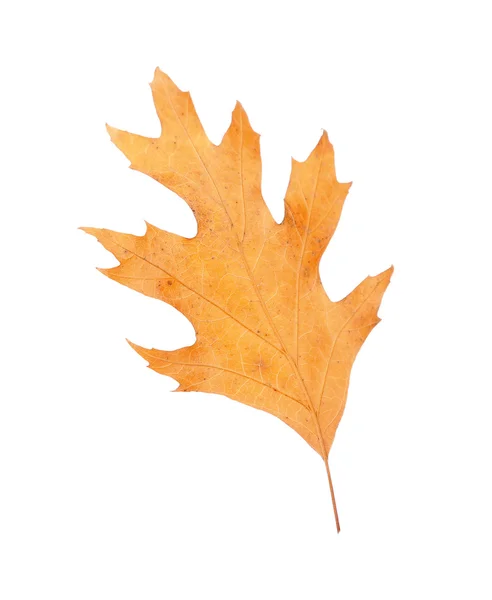 Dry leaf on — Stock Photo, Image