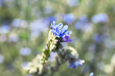 güzel mavi çiçekler
