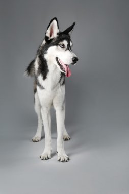 Husky genç gri arka plan üzerinde