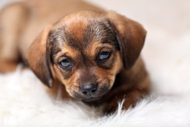 Evde halı üzerinde şirin köpek yavrusu