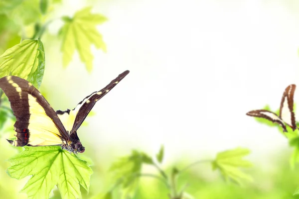 Summer season nature background — Stock Photo, Image