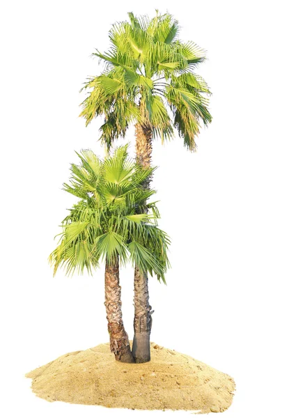 Palm trees on sand — Stock Photo, Image