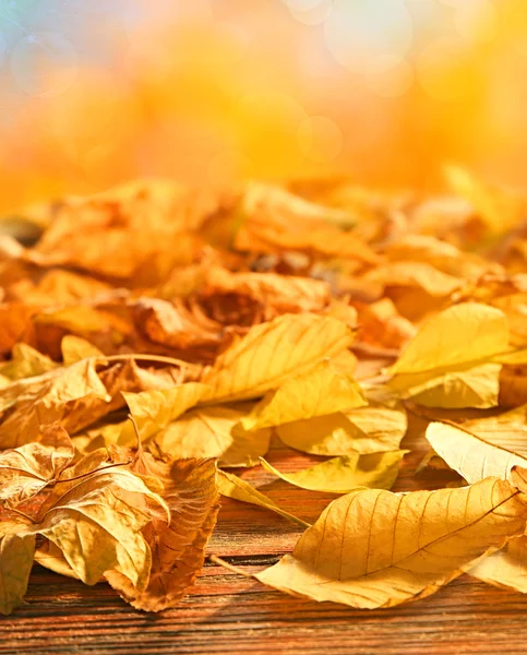 Foglie d'autunno gialle — Foto Stock
