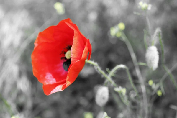 Vallmo blomma i fältet — Stockfoto