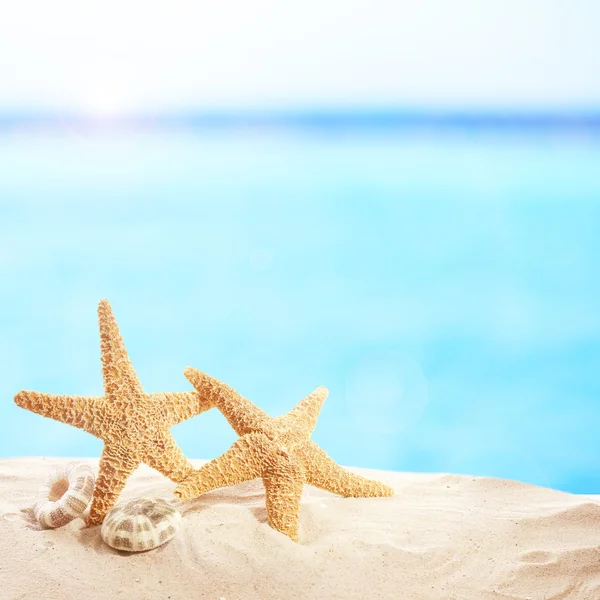 Starfishes e conchas na areia — Fotografia de Stock