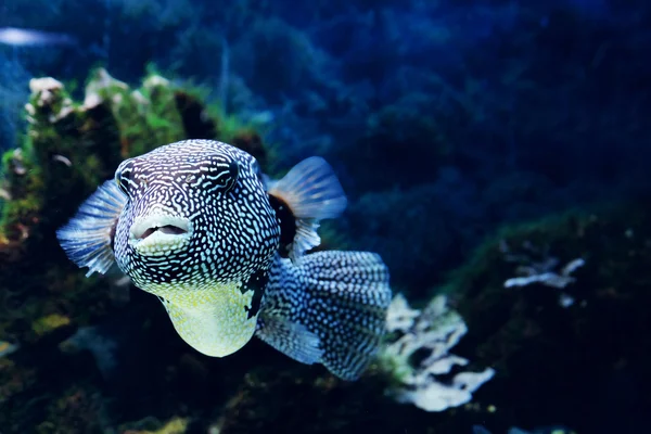 수족관에 있는 특이 한 물고기 — 스톡 사진