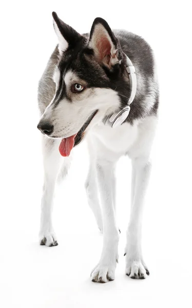 Siberian Husky med hörlurar — Stockfoto