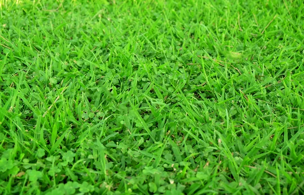 Grama verde colorido — Fotografia de Stock