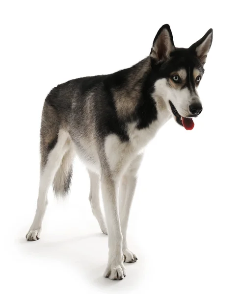 Siberian Husky auf Weiß — Stockfoto