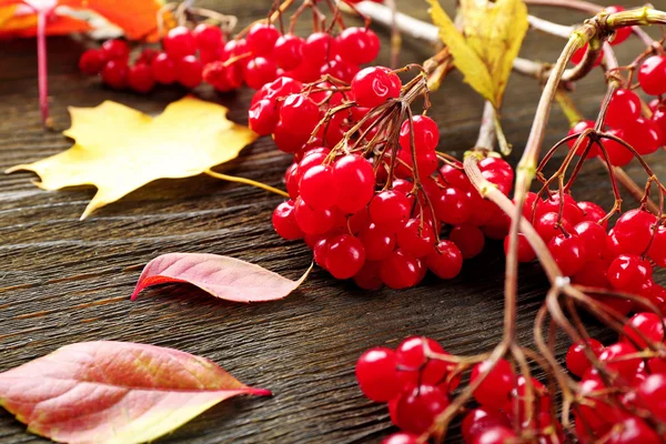 Herfst bladeren achtergrond — Stockfoto