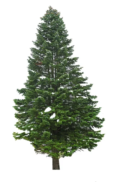 Evergreen Fir-tree on white — Stock Photo, Image