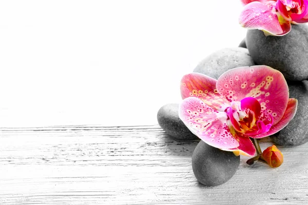 Bela composição de orquídea e seixos — Fotografia de Stock