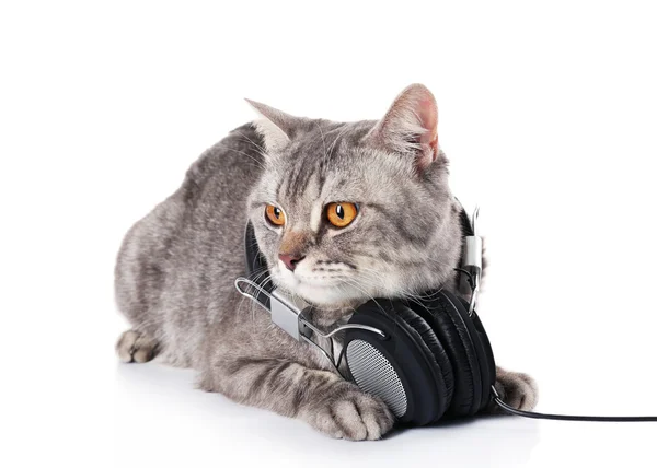 Gato cinza com fones de ouvido isolados no fundo branco — Fotografia de Stock