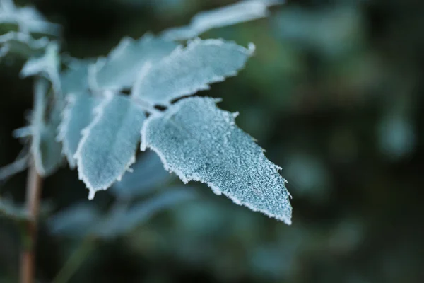 Foglie autunnali sullo sfondo — Foto Stock