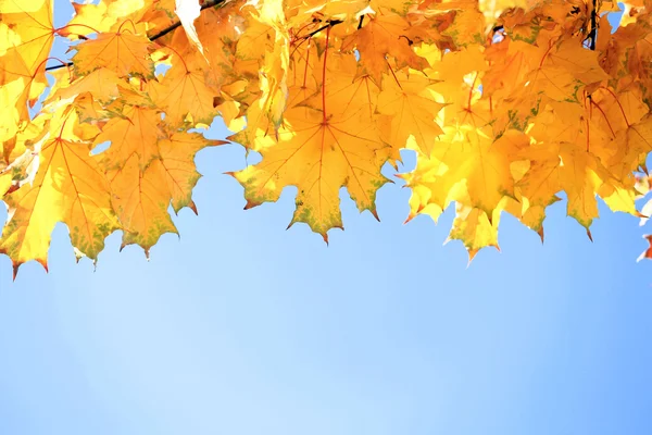 Golden autumn leaves sky background — Stock Photo, Image