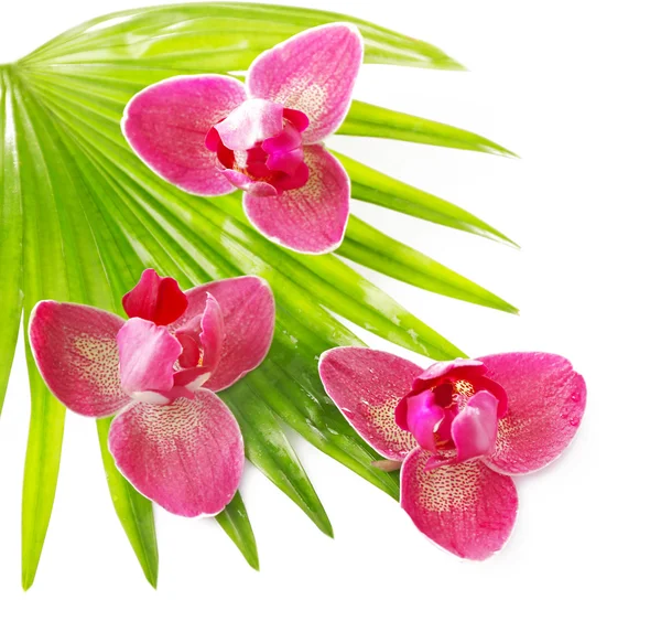Květy orchidejí a palmové listy — Stock fotografie