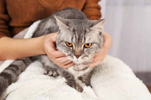 女人抱着可爱的灰色只猫，关闭 — 图库照片