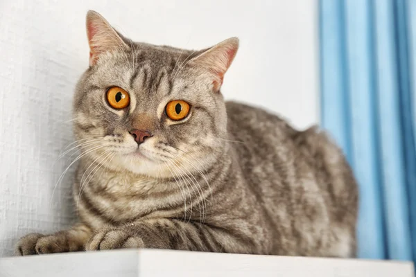 Grijze kat tegen witte muur en blauwe gordijnen, close-up — Stockfoto