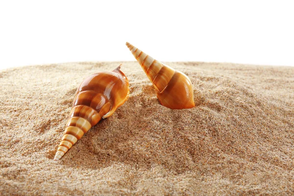 Sea shells on sand — Stock Photo, Image