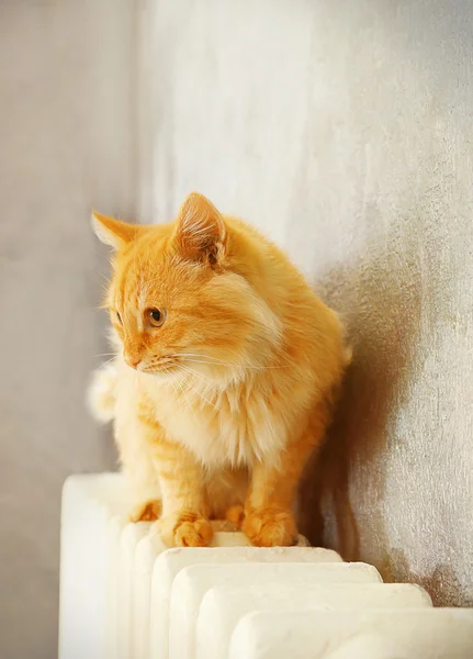 Nadýchaný červená kočka na teplý radiátor — Stock fotografie