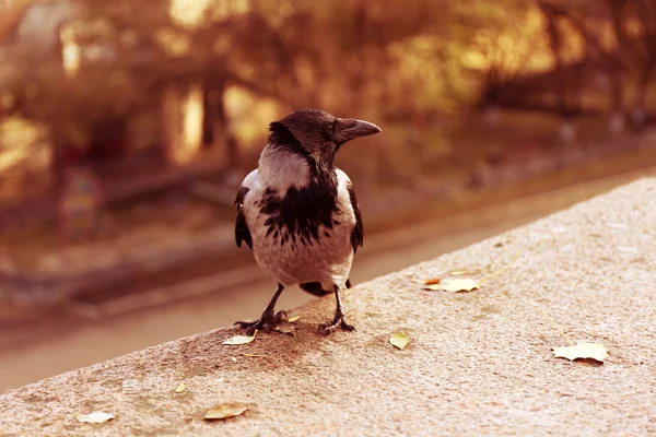 Crow in park, closeup — Stock Photo, Image