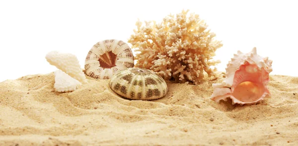 Beautiful shells and coral  on sand — Stock Photo, Image