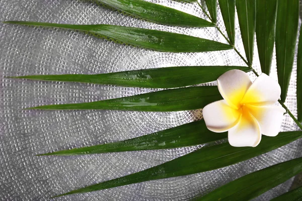 Flor frangipani en hojas de palma —  Fotos de Stock