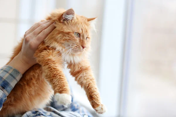 Мужские руки держат красную кошку — стоковое фото