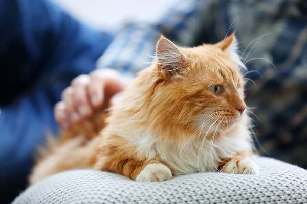 Пушистый красный кот на подушке и человек — стоковое фото