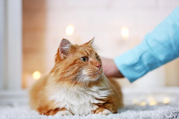 Мужская рука гладит красную кошку — стоковое фото