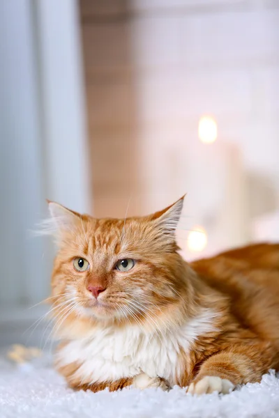 Fluffiga röda katt — Stockfoto