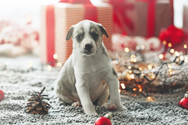 Маленький милый щенок на Рождество — стоковое фото