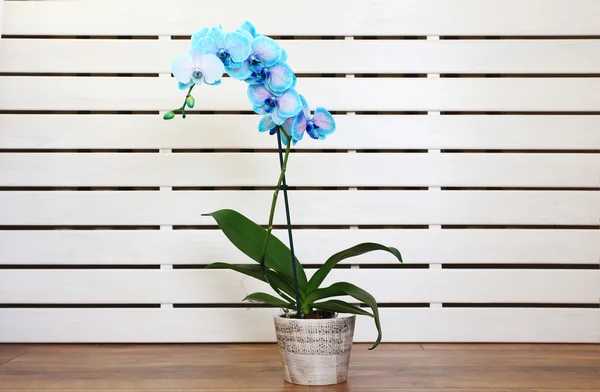 Flores de orquídea azul no interior — Fotografia de Stock