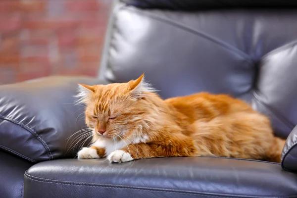 Gato rojo esponjoso — Foto de Stock